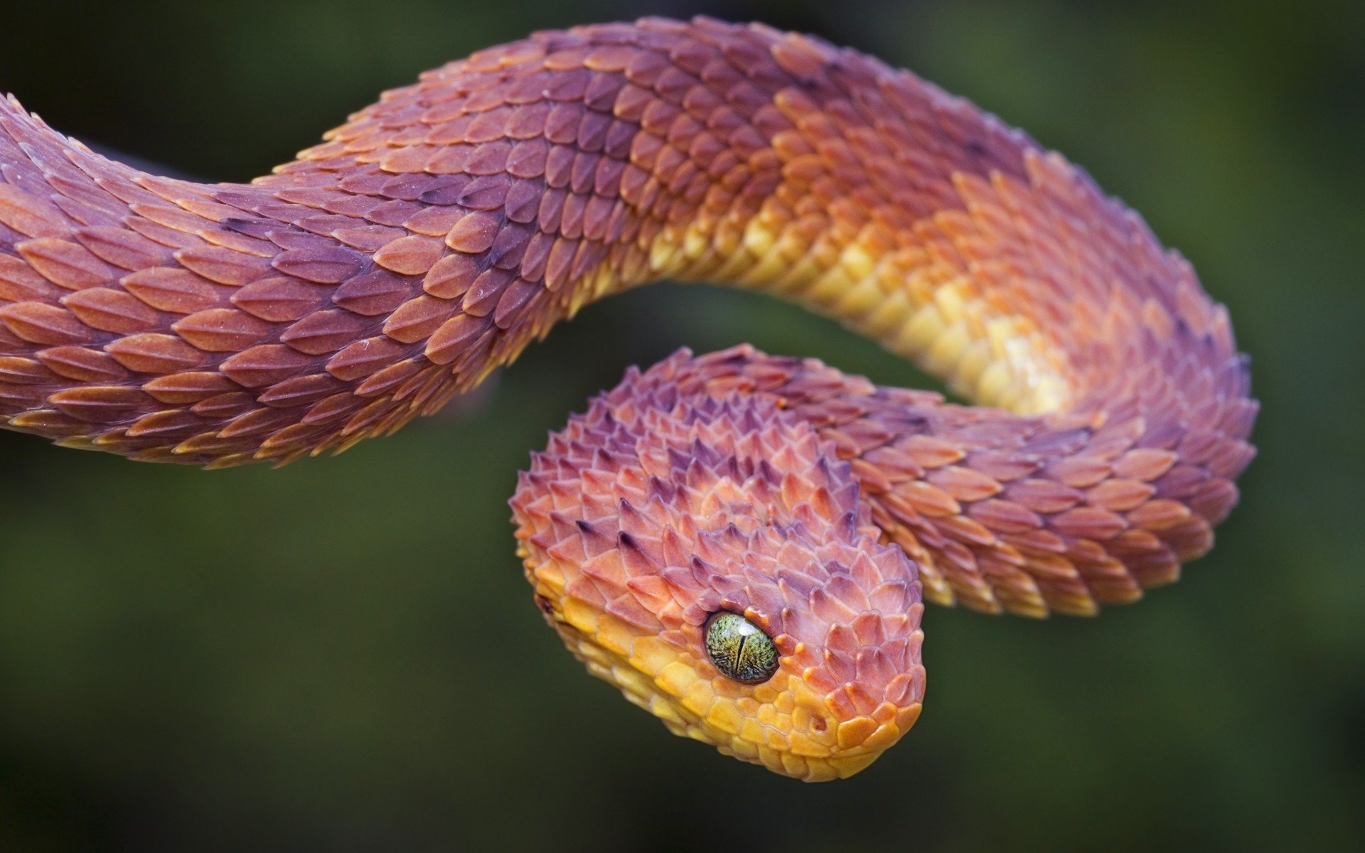 [Image: snakes+can+look+really+cool+_9768c1b822b...ec926b.jpg]
