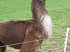 One Happy llama. #CutforSake They see me rollin,They Hatin.